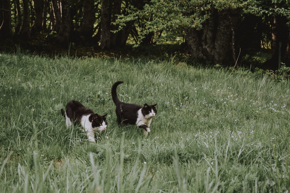 black and white cat on green grass field during daytime