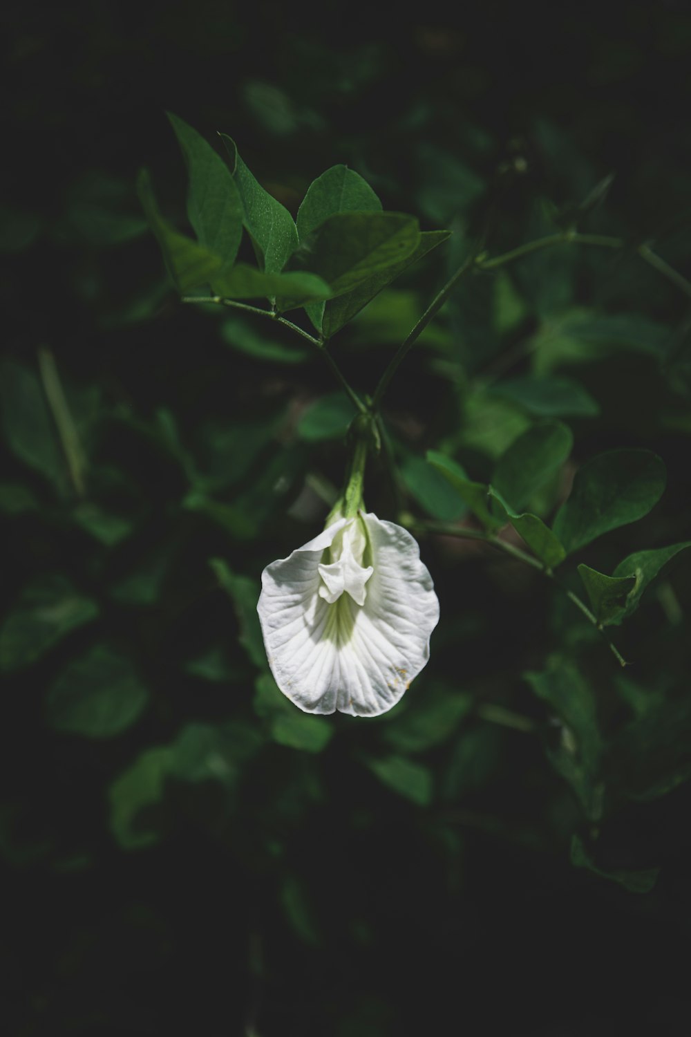 white butterfly on green leaf