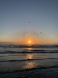 A serene sunset over the marine protected area with silhouettes of birds flying.