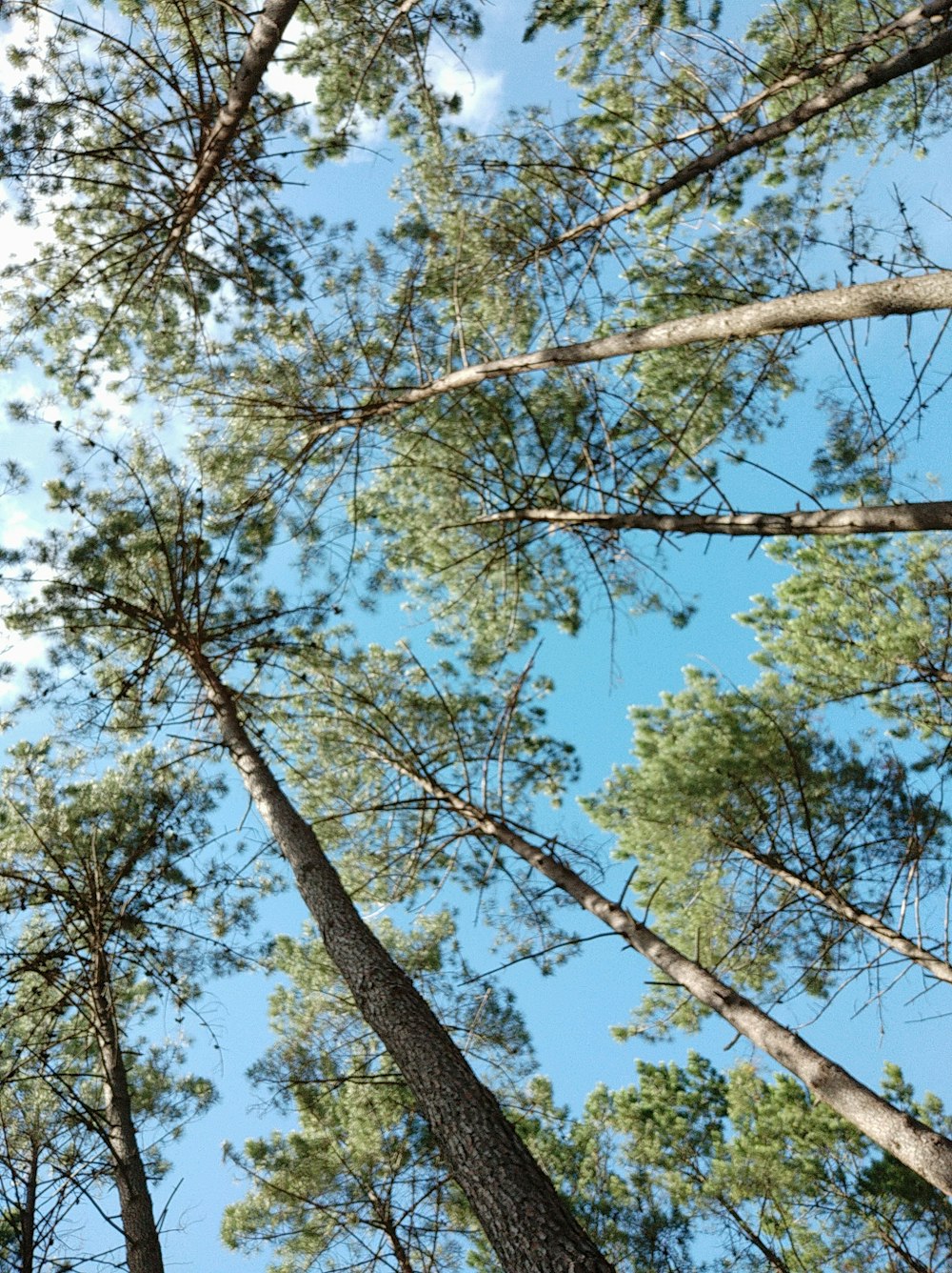 low angle photography of green leaf trees under blue sky during daytime