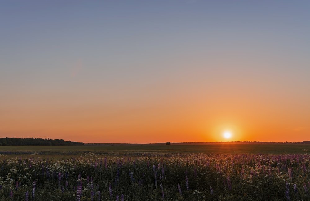 green grass field during sunset