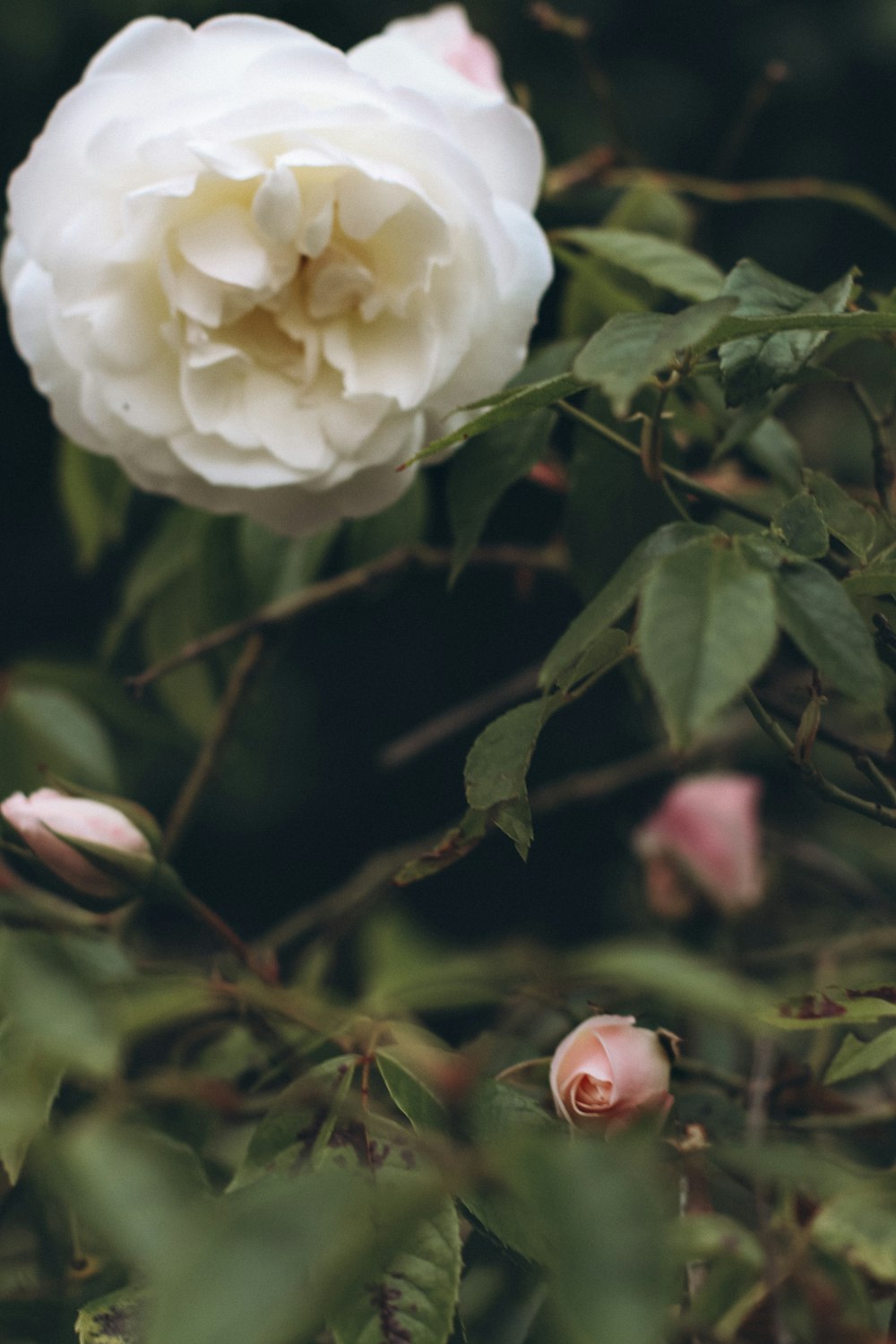 white flower with green leaves