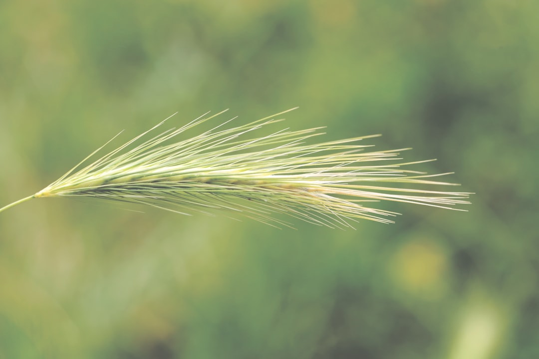 green wheat in close up photography