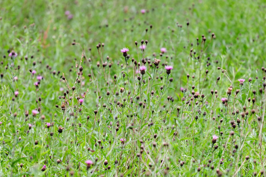 purple flower on green grass field during daytime