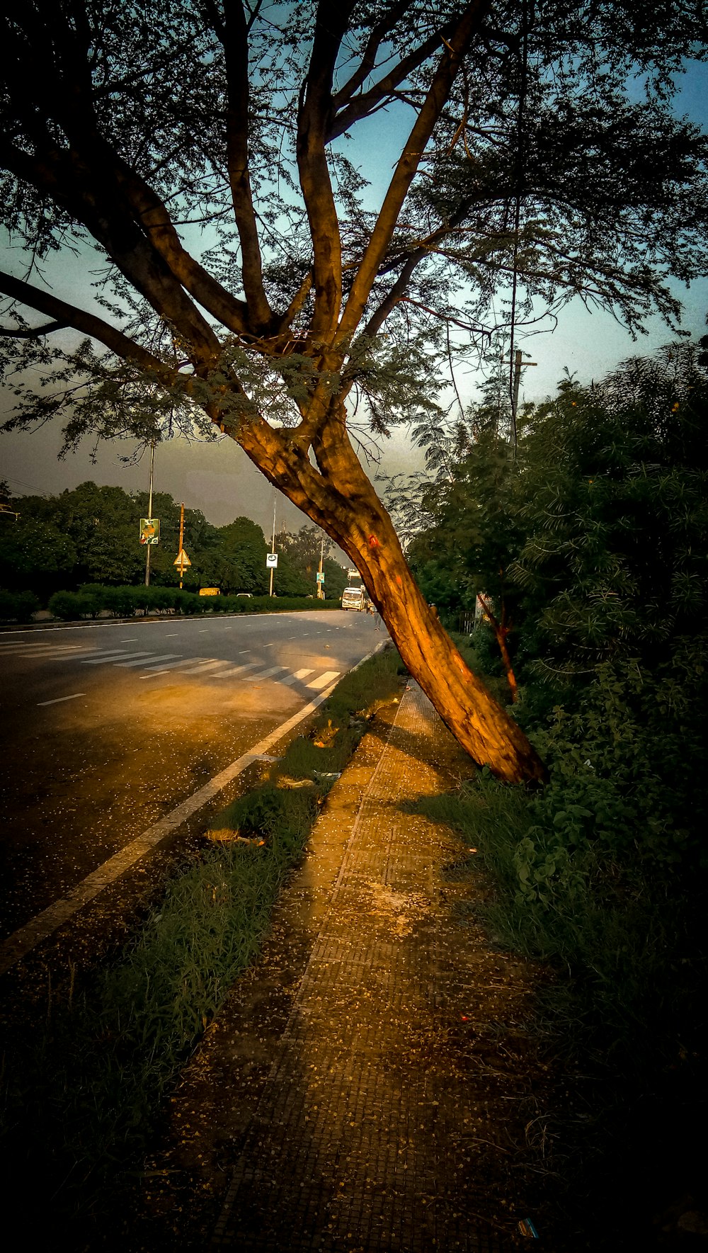 gray concrete road between green trees during daytime