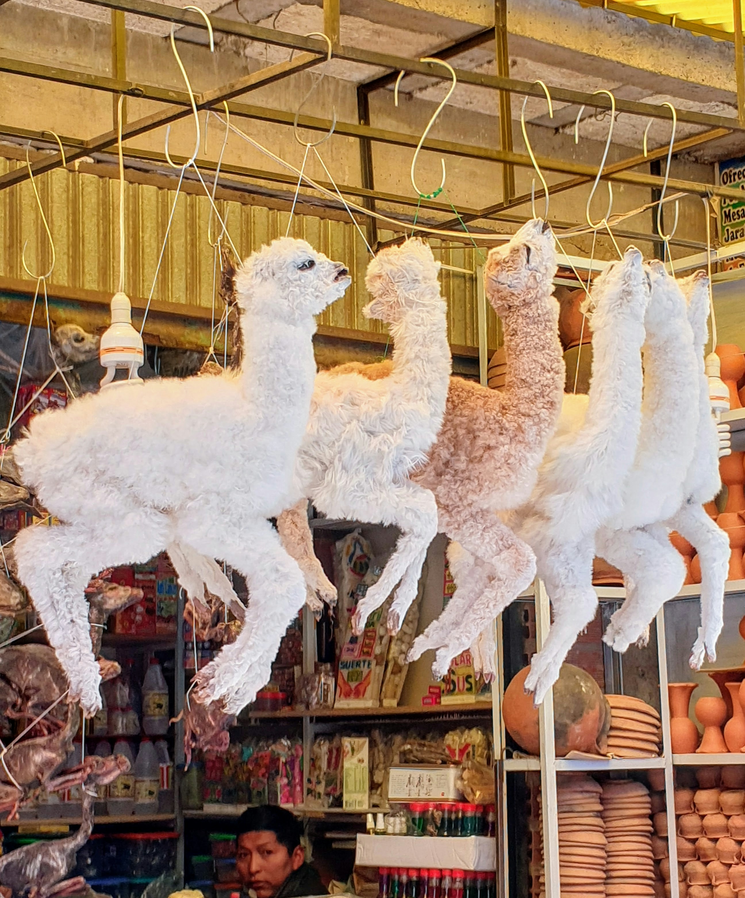 white sheep on brown wooden cage
