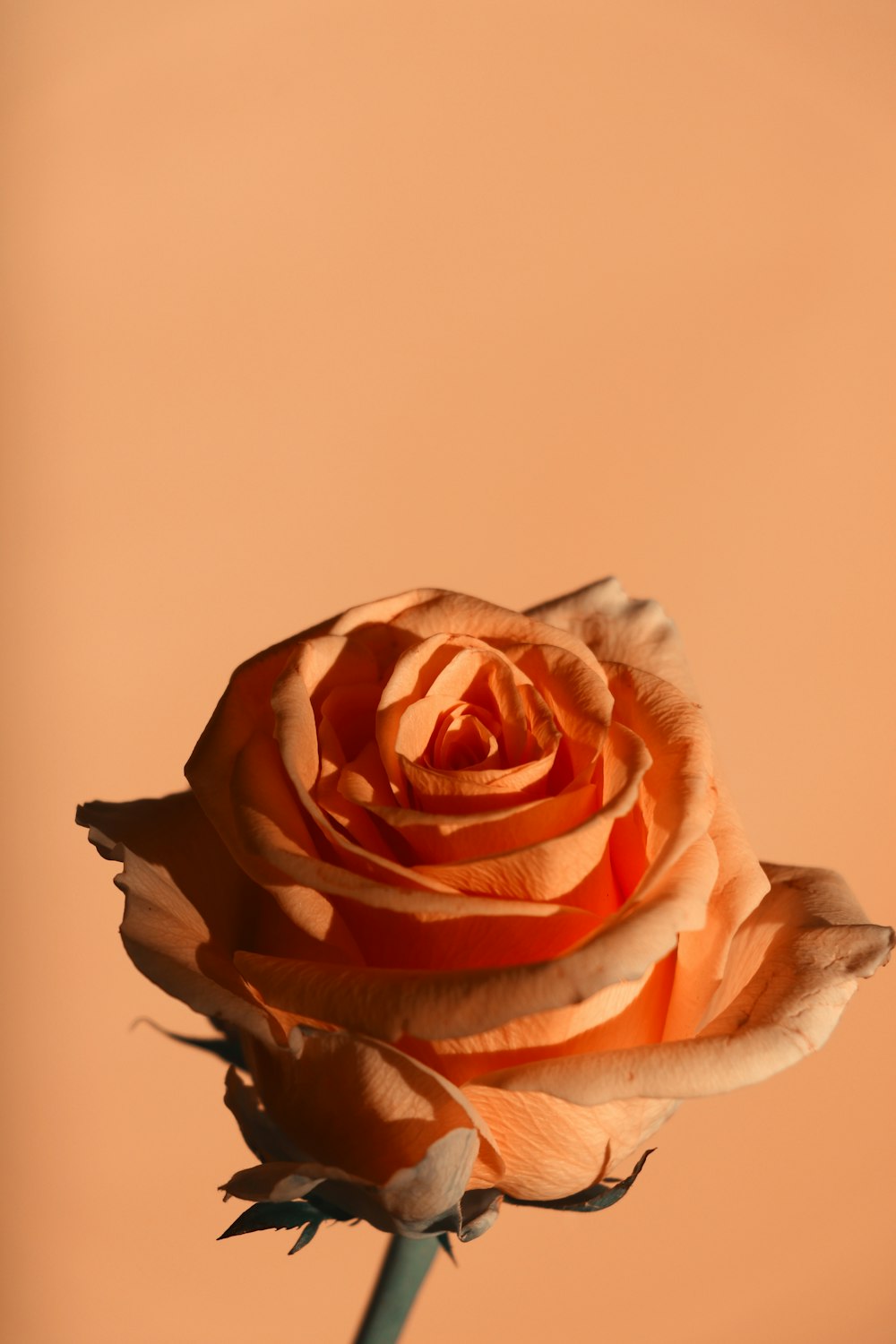 Rosa rosa e branco na fotografia de close up