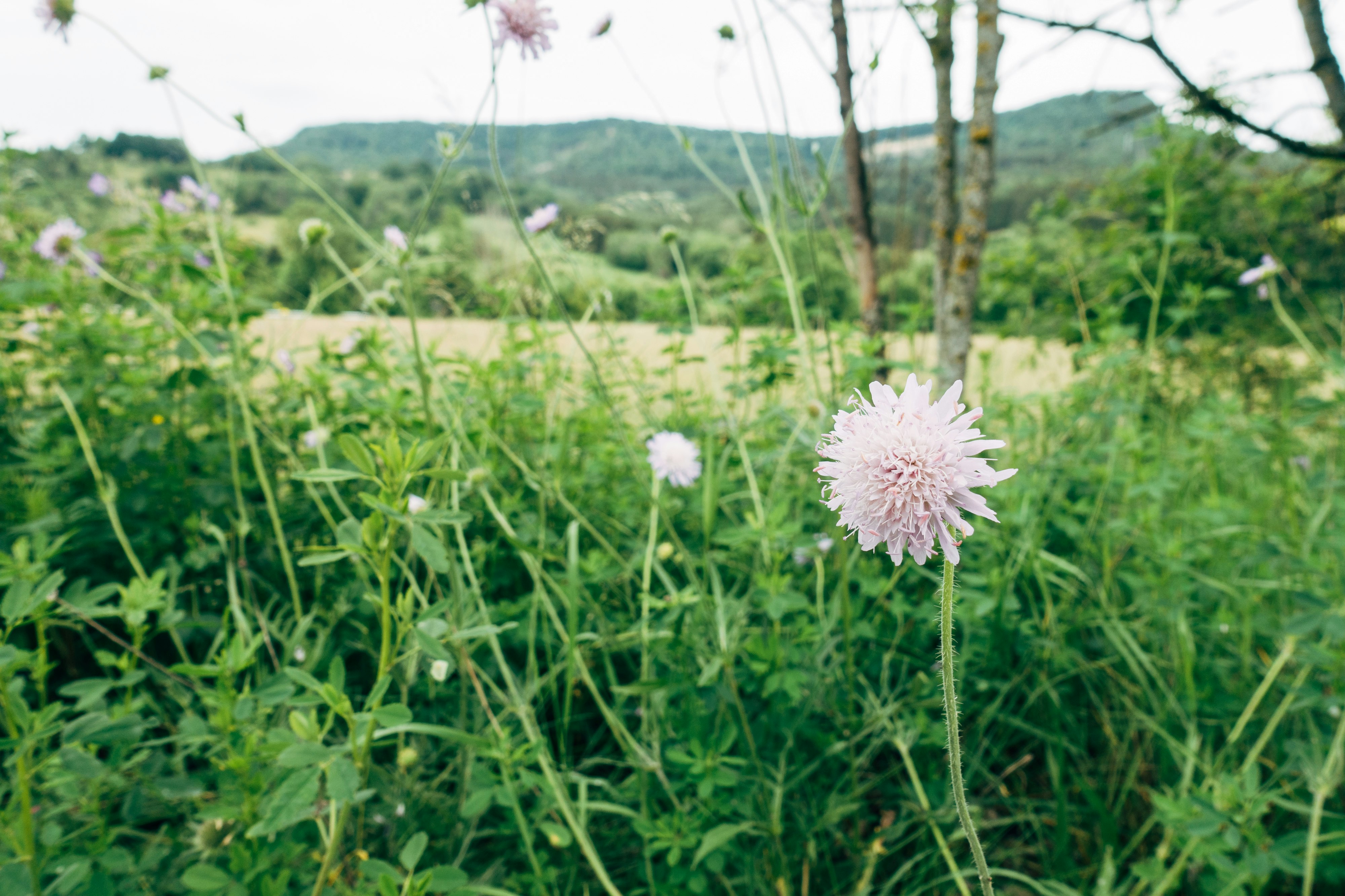 white flower on green grass field during daytime