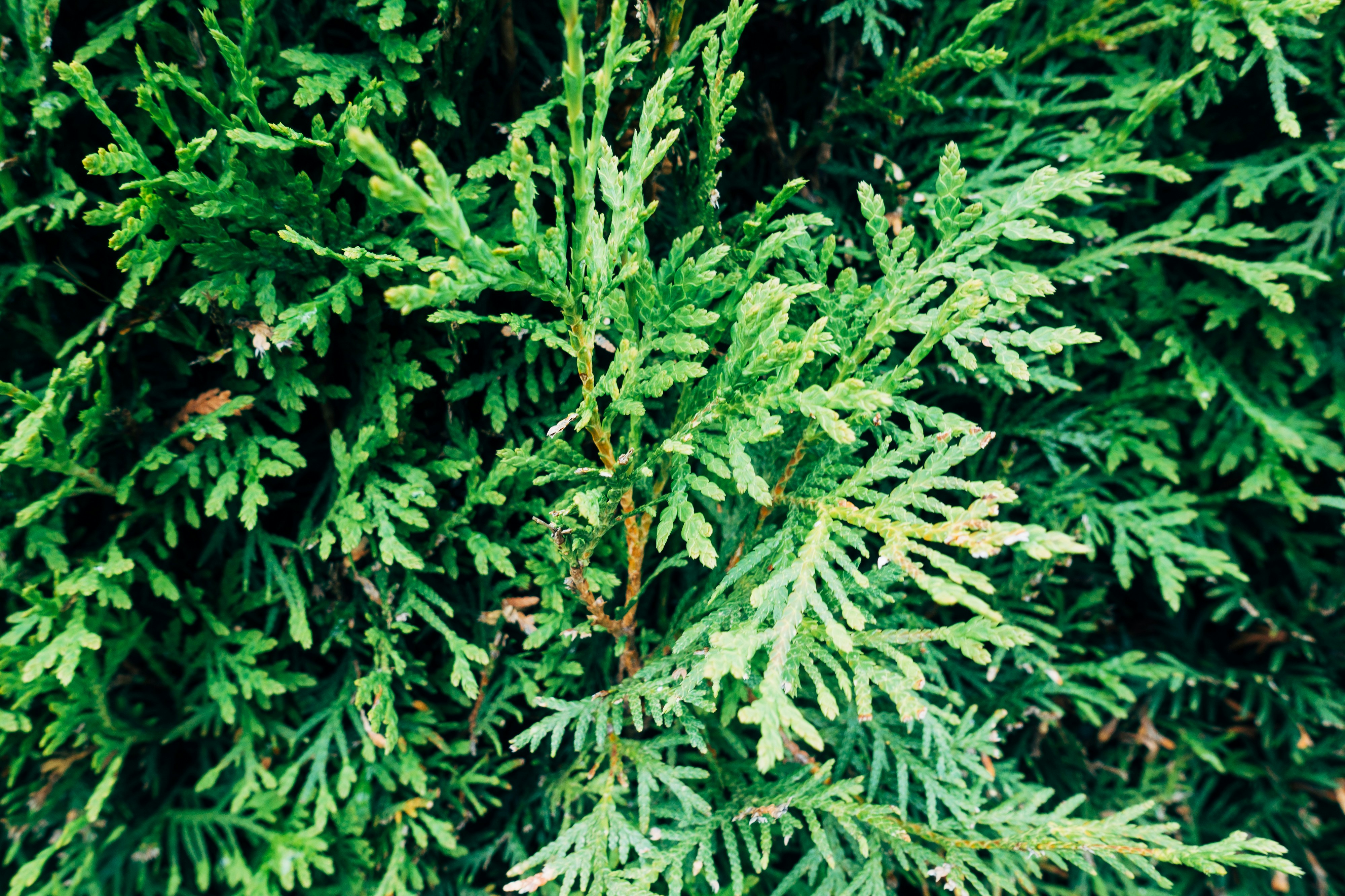 Photo by markuswinkler