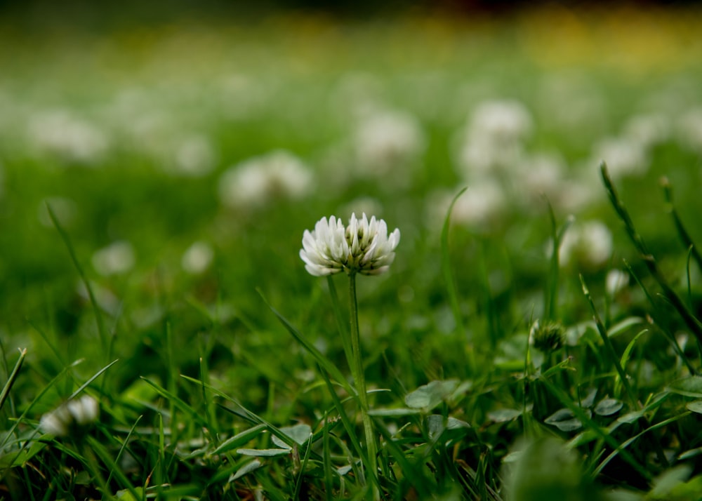 white flower on green grass during daytime