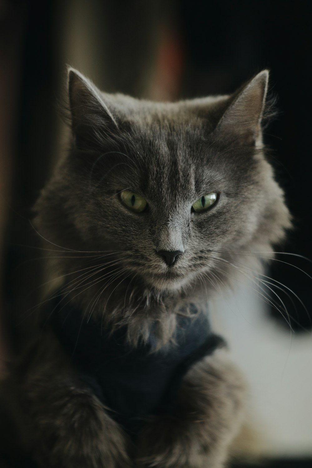 russian blue cat in blue shirt