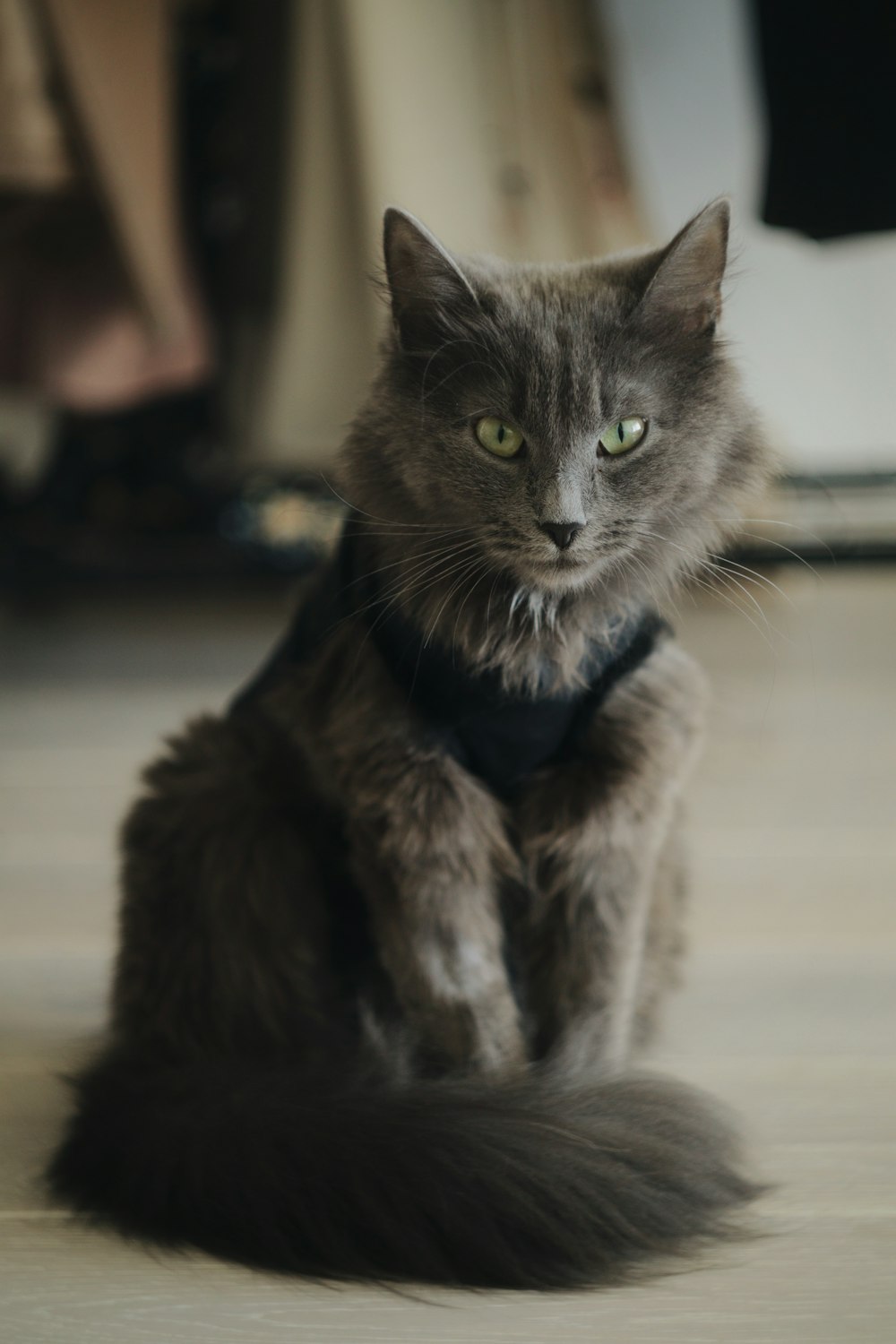 grey cat in blue and white striped shirt