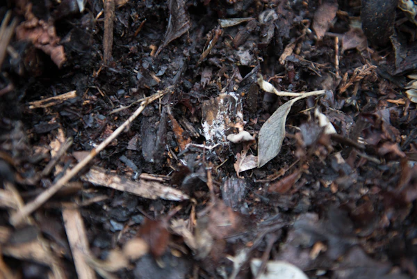 Brown dried leaf mulch spread on garden ground to protect plants and suppress weeds
