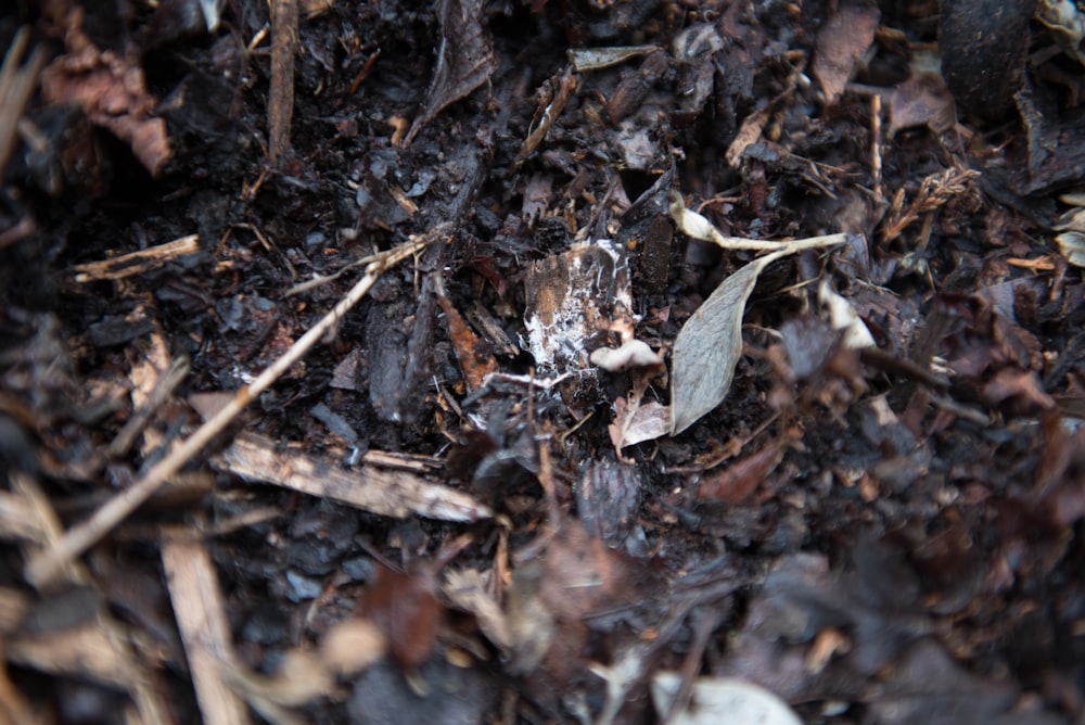 brown dried leaves on ground