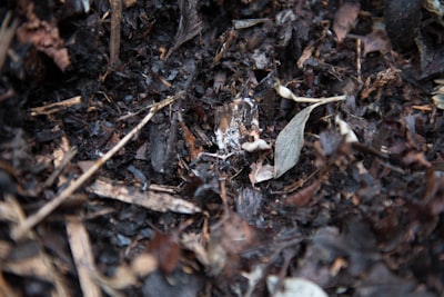 Fertilizantes