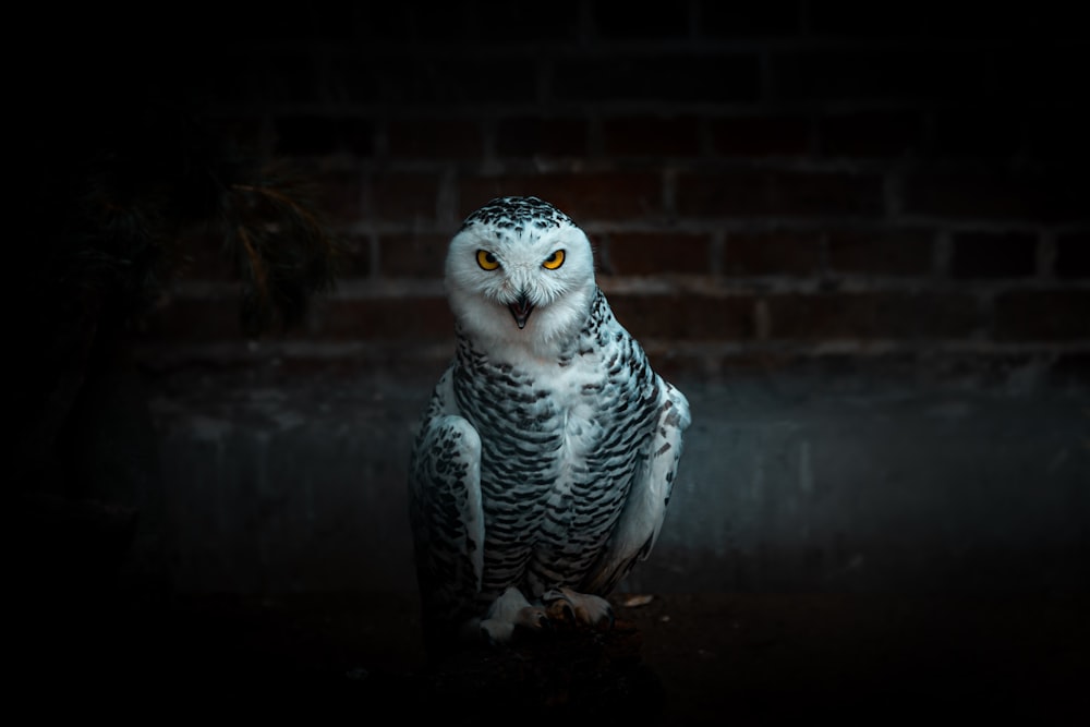 white and black owl on brown wooden surface