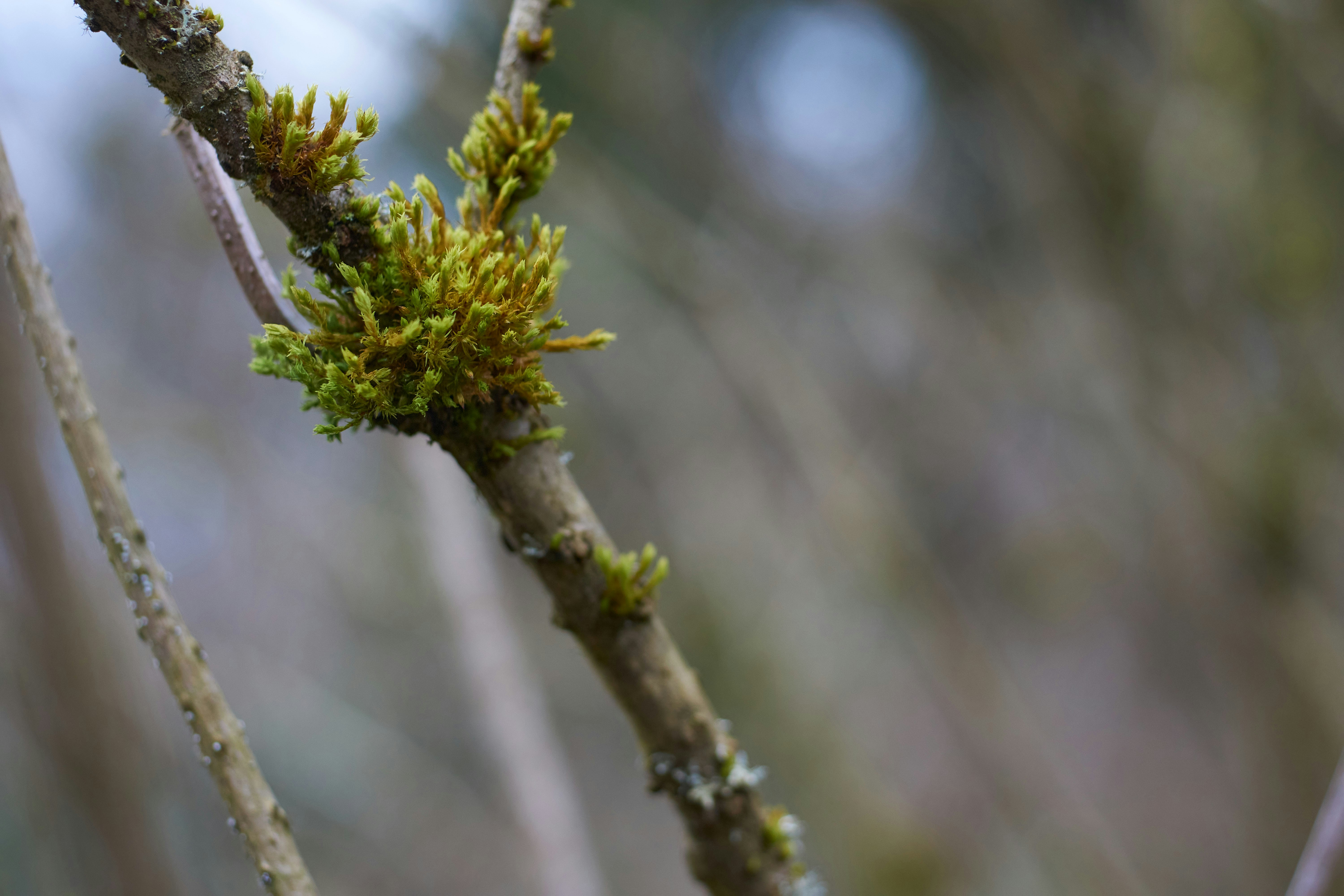 Photo by wolfgang_hasselmann