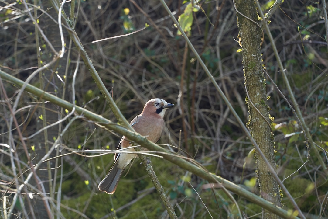 brown and white bird on tree branch during daytime