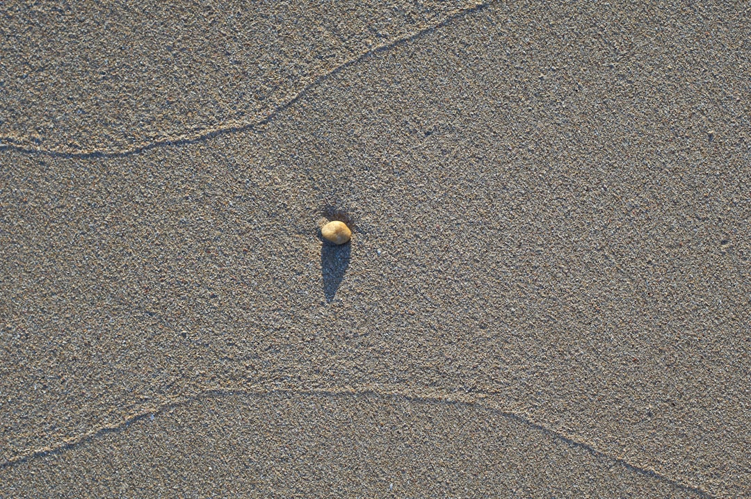 brown and white duck on gray sand