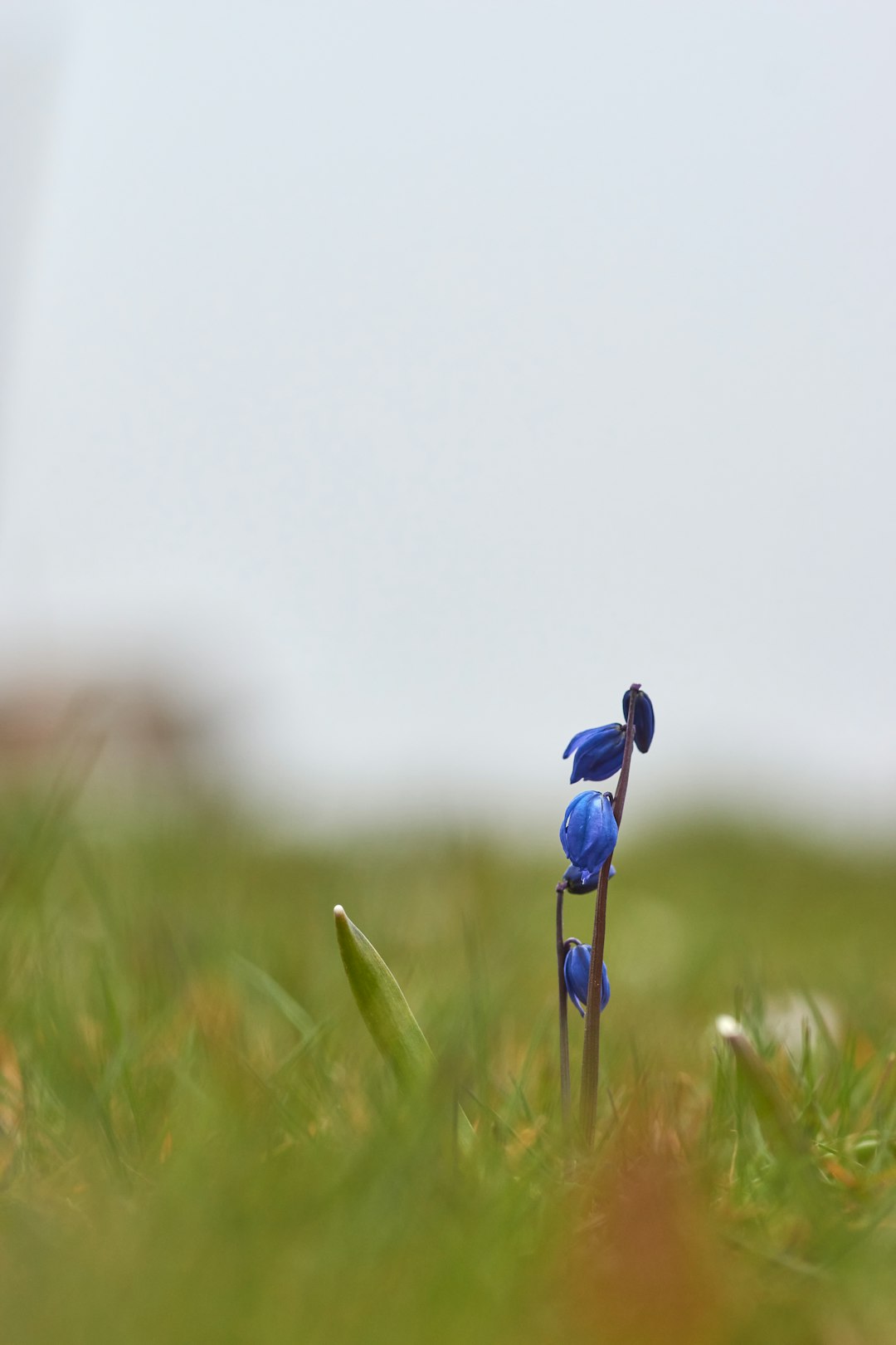 blue flower on green grass during daytime