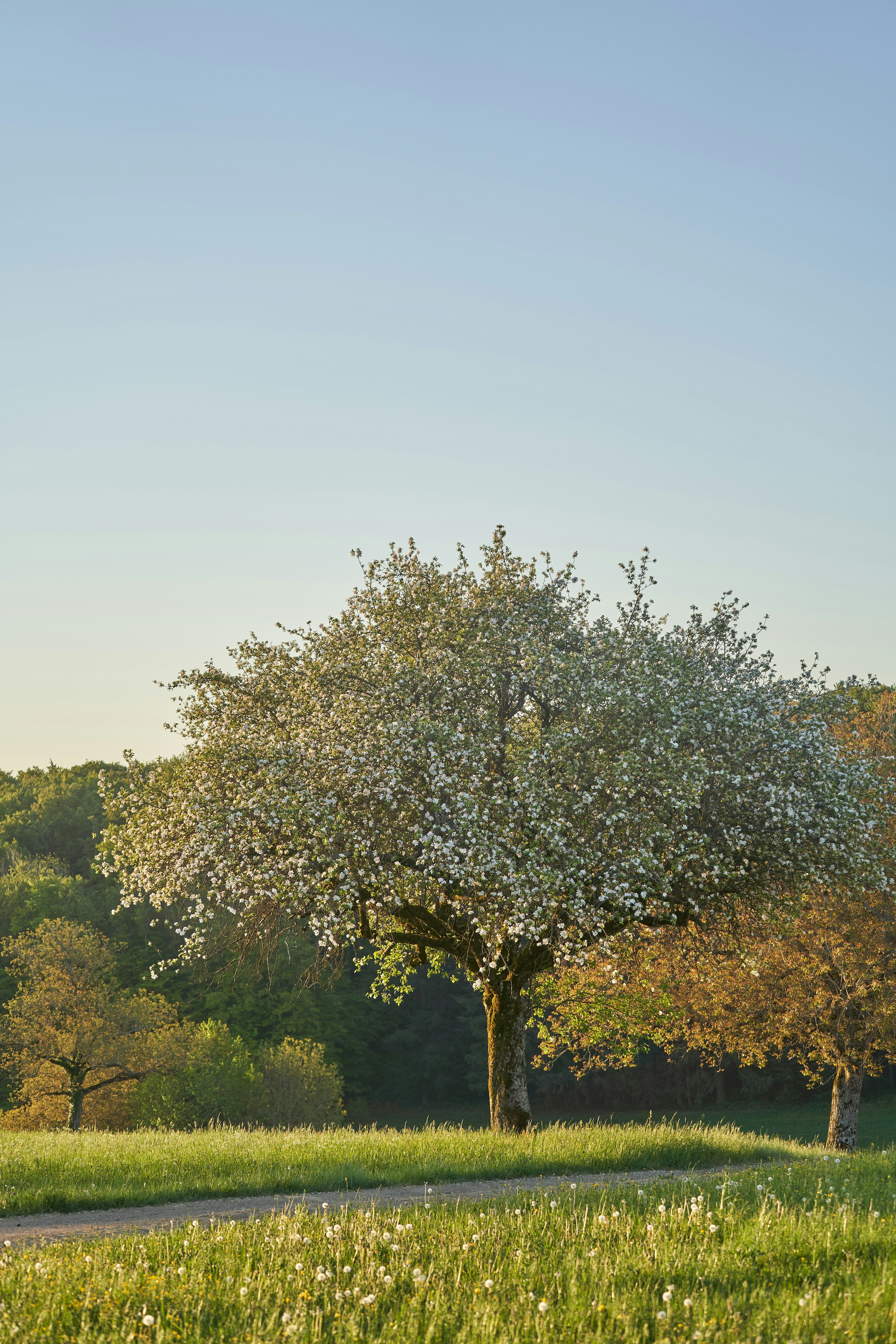 Photo by wolfgang_hasselmann