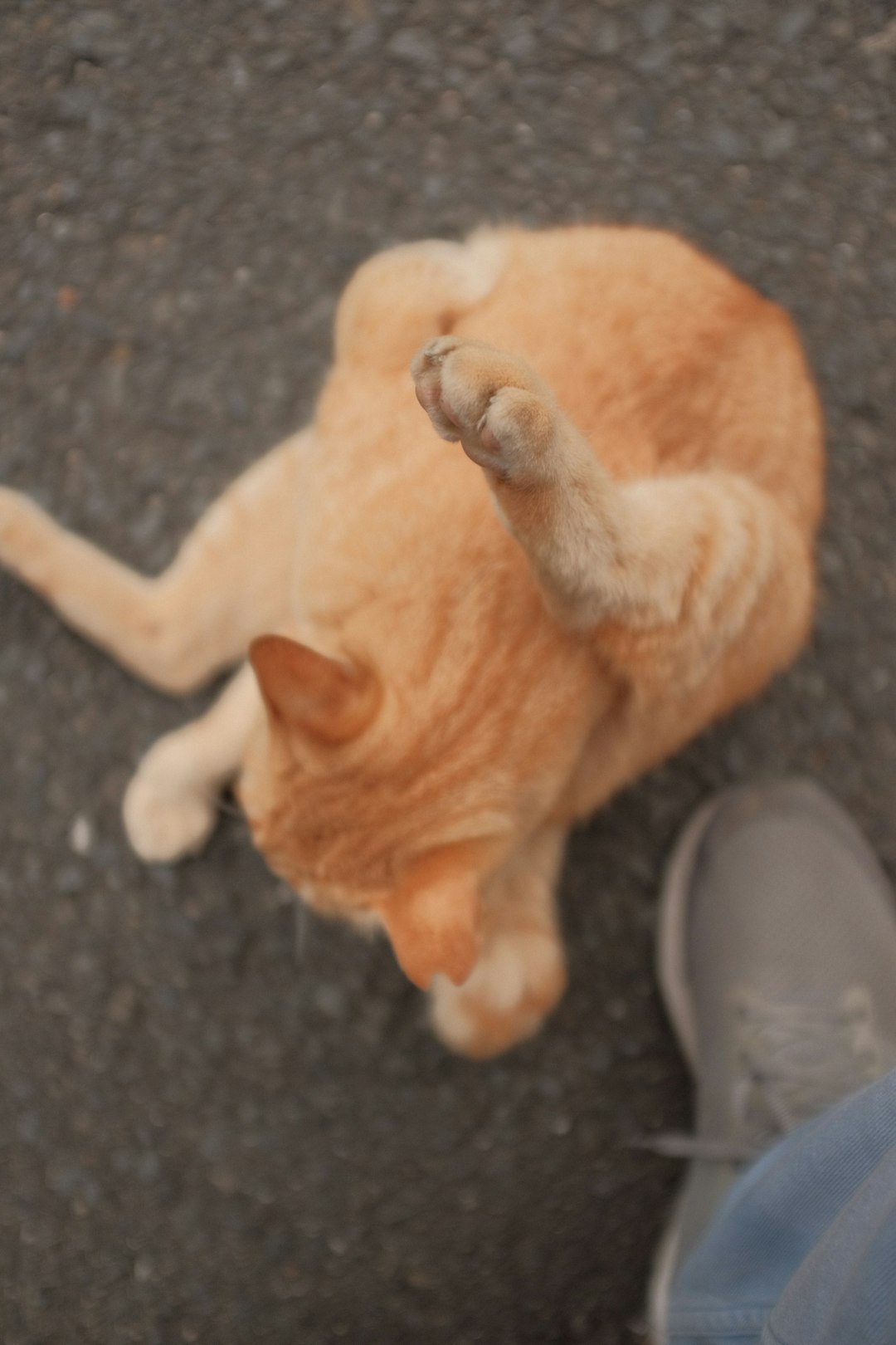 orange tabby cat lying on black floor
