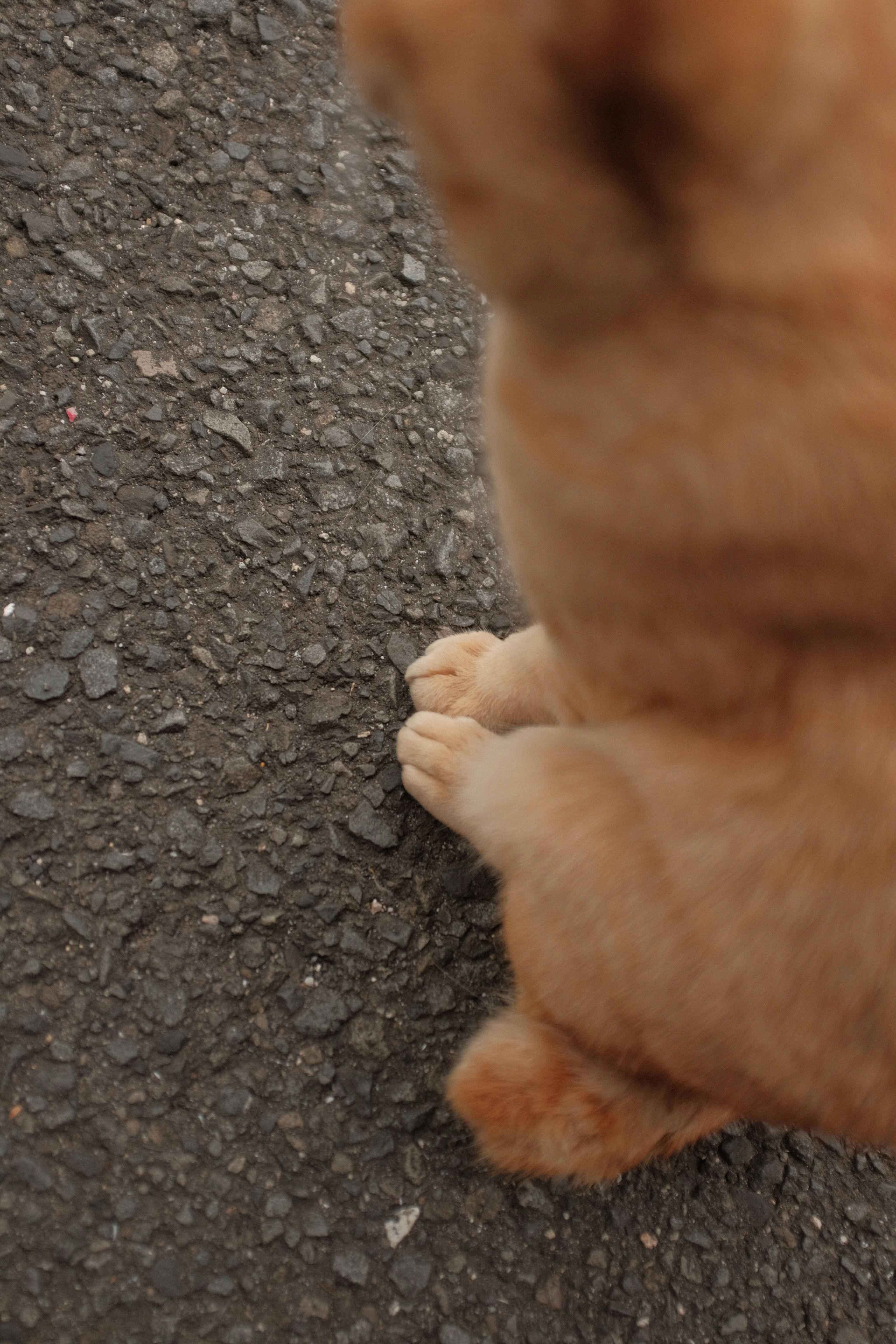 brauner kurzhaariger Hund liegt auf schwarzem Textil