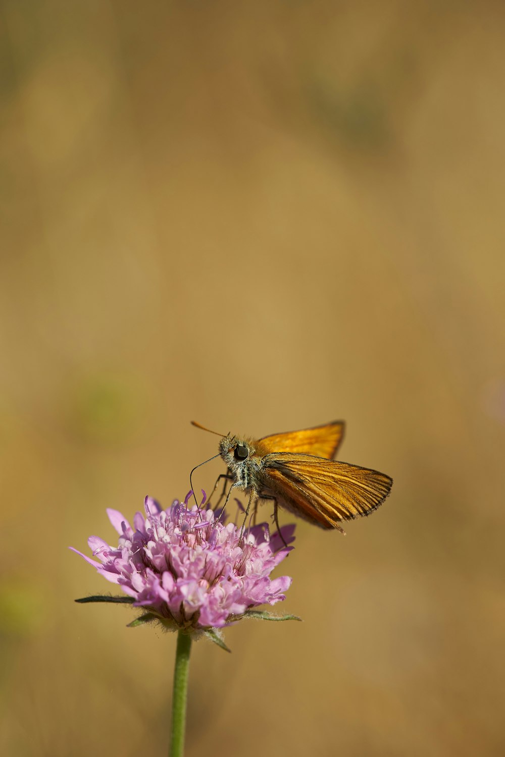 brown and black butterfly on purple flower