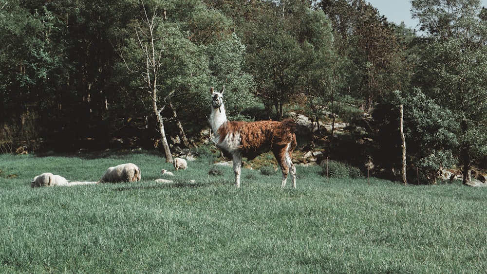 brown and white 4 legged animal on green grass field during daytime