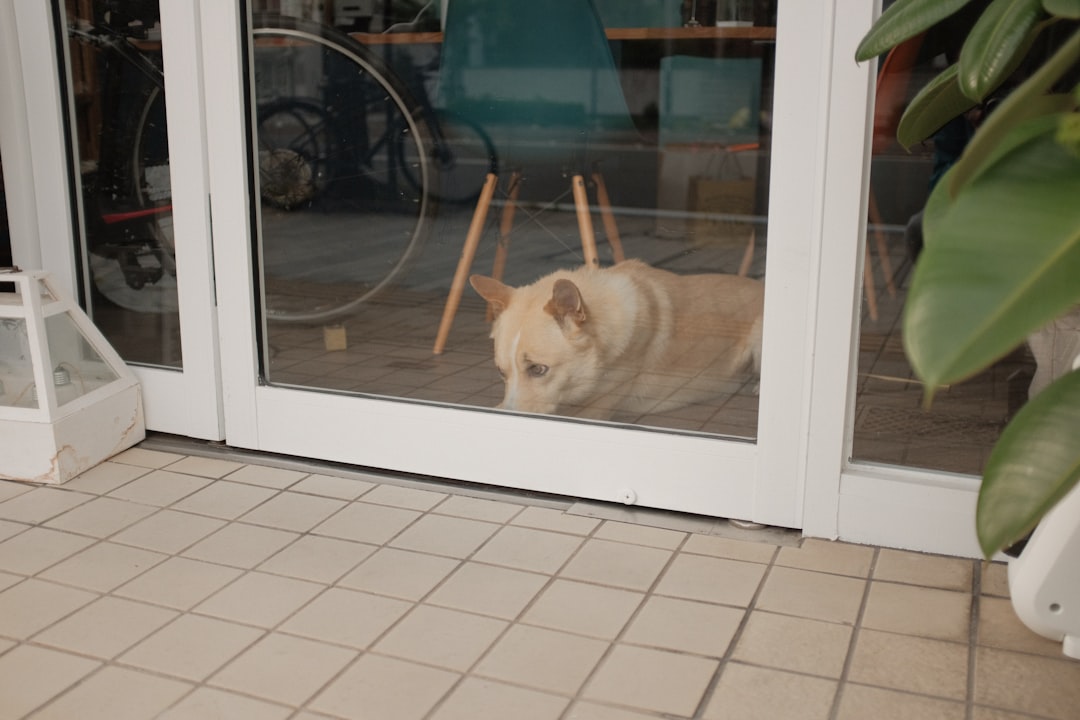 brown and white short coated dog on white ceramic floor tiles