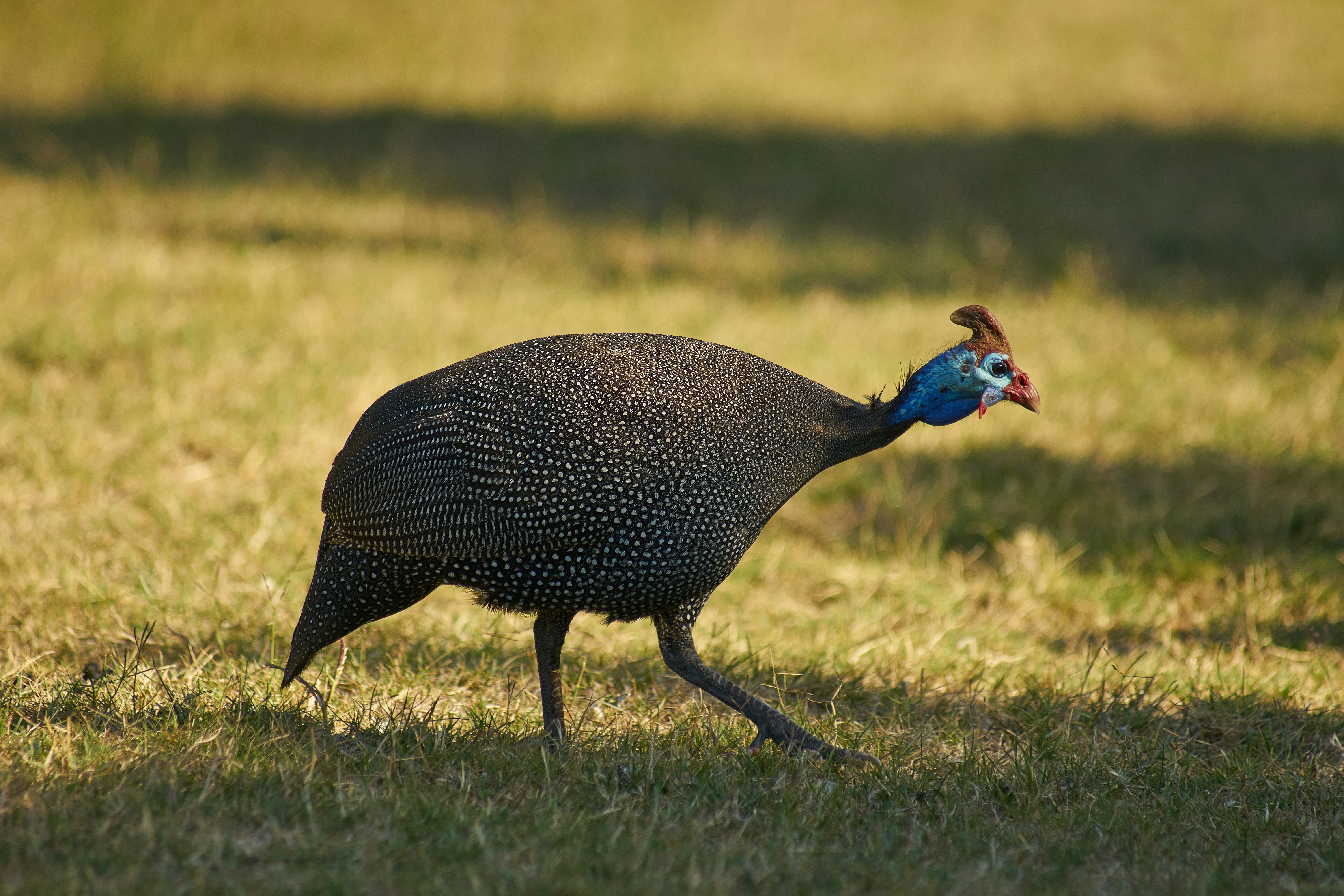 Photo by wolfgang_hasselmann