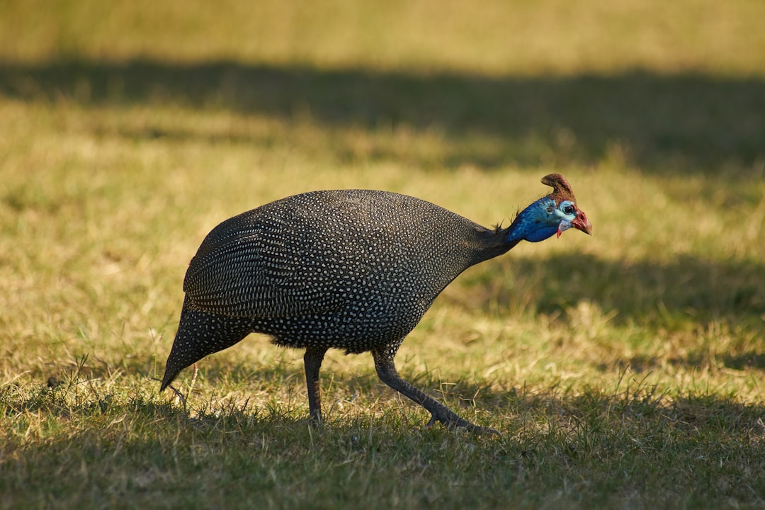 black and white turkey walking on green grass field during daytime