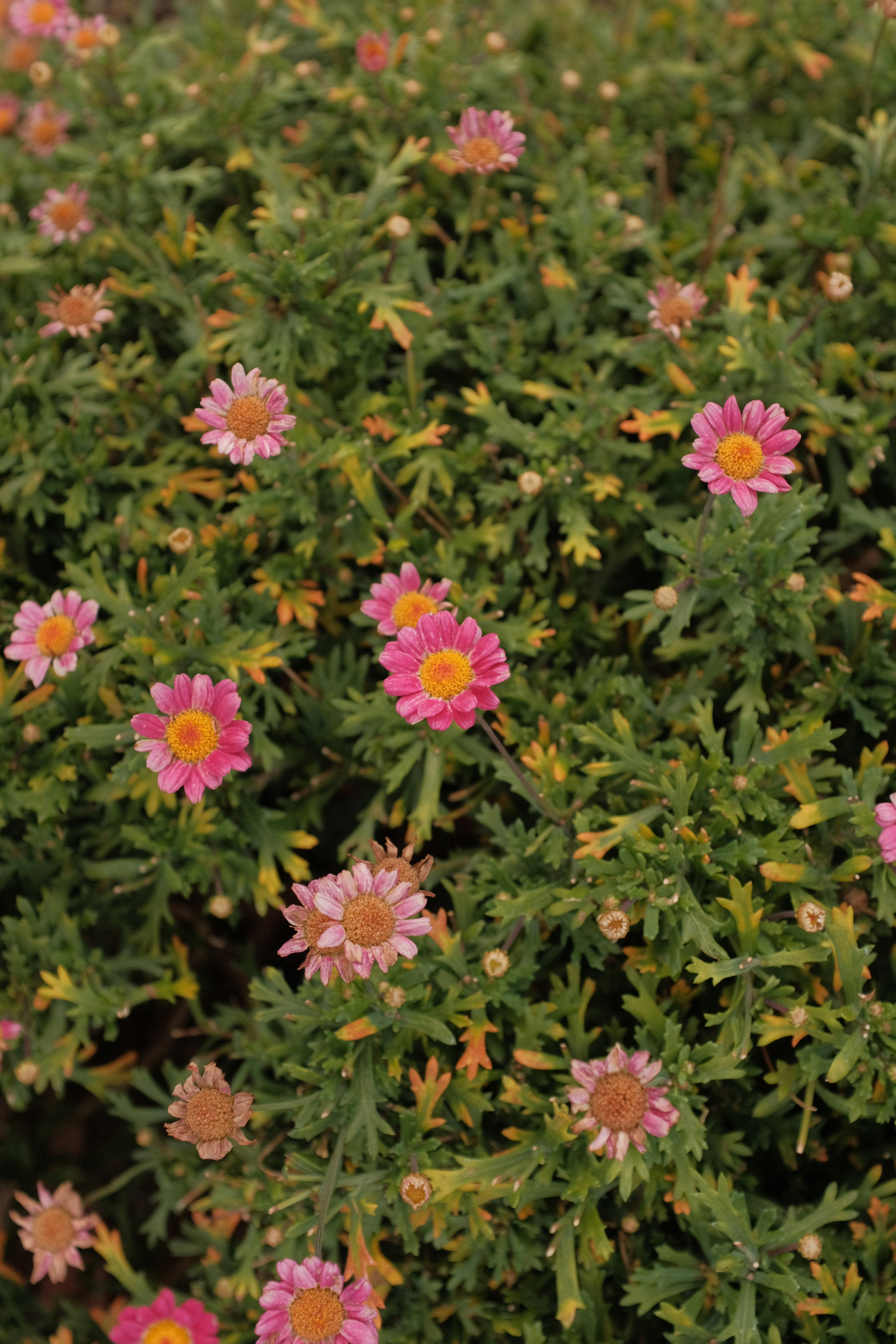 pink and yellow flowers with green leaves
