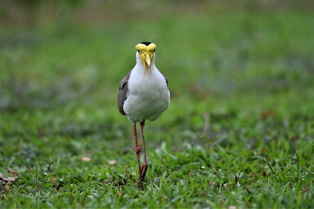 white and black bird on green grass during daytime