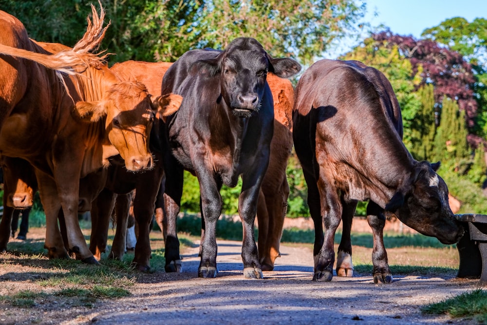 Caballos negros y marrones en una carretera de asfalto gris durante el día