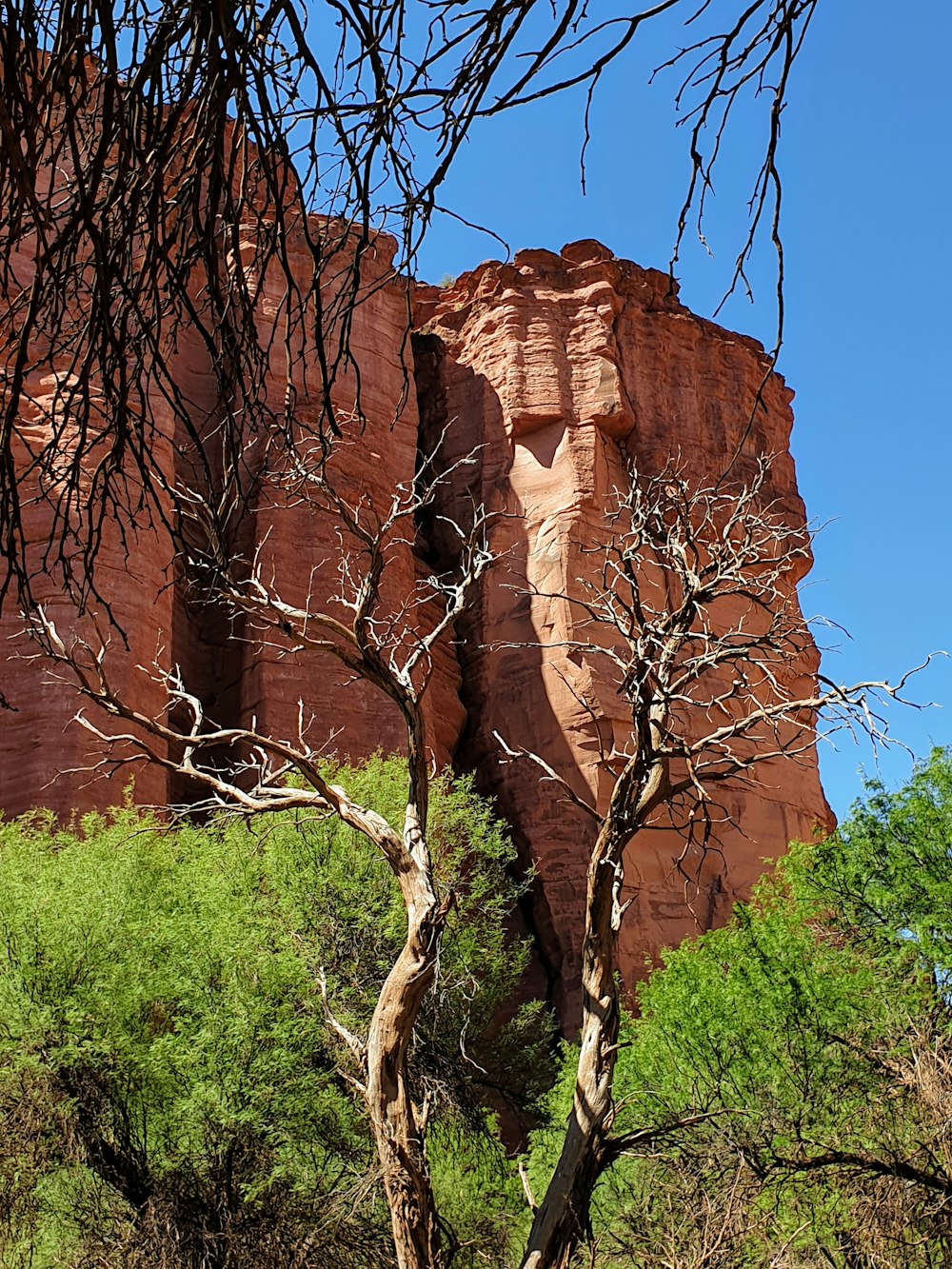 Formación rocosa marrón cerca de árboles verdes durante el día