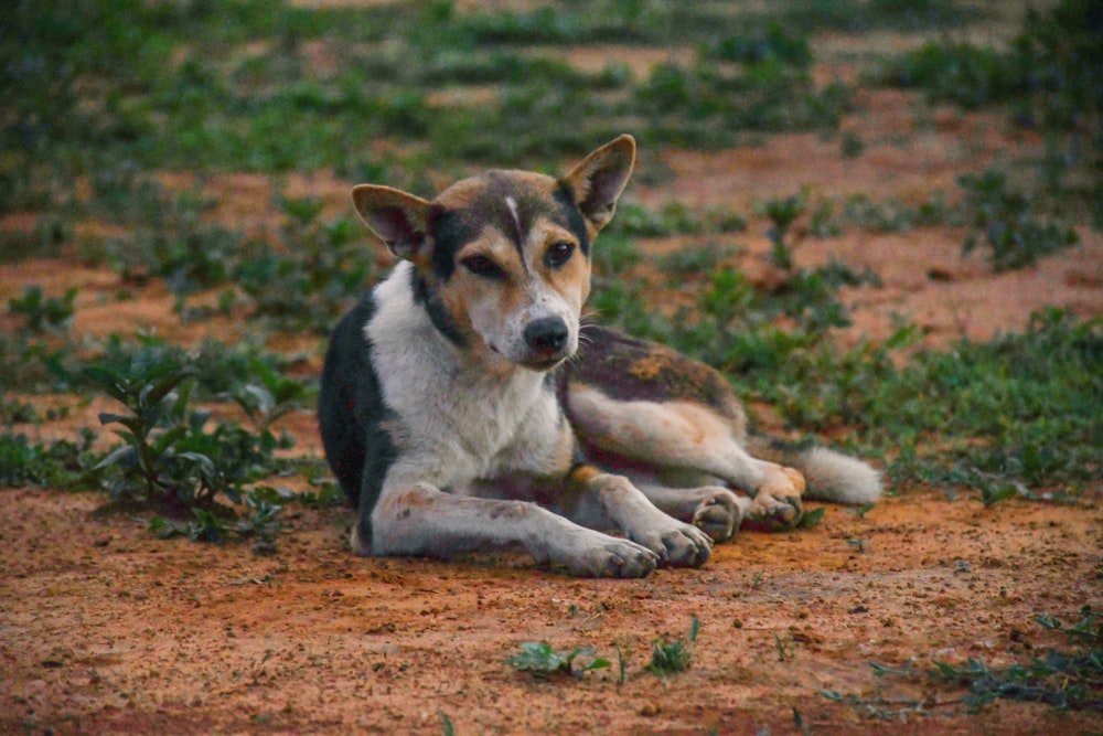 brown white and black short coated dog lying on brown ground during daytime