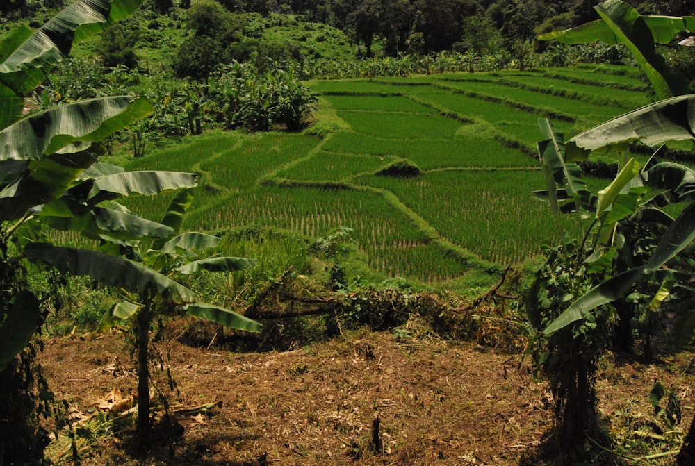 green rice field during daytime