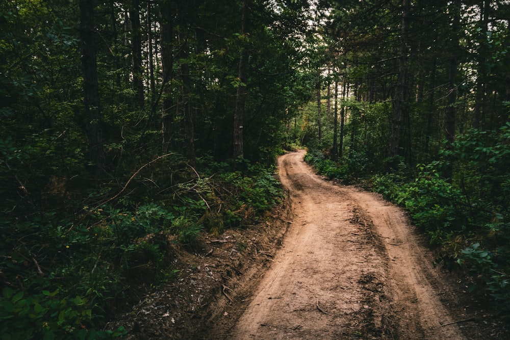 brown dirt road in the middle of forest during daytime