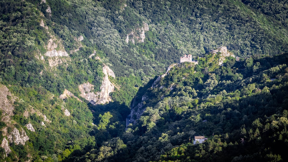 árvores verdes na montanha durante o dia