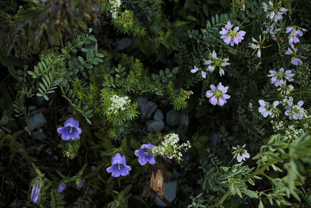 purple flowers with green leaves