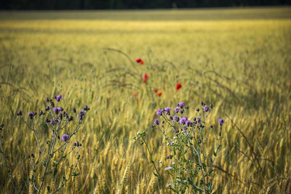 red flower on green grass field during daytime