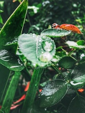 Dew-covered green leaves with visible water droplets and a small orange-brown insect perched on one of the leaves. The background features blurred greenery creating a lush, vibrant atmosphere.