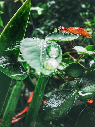 Dew-covered green leaves with visible water droplets and a small orange-brown insect perched on one of the leaves. The background features blurred greenery creating a lush, vibrant atmosphere.