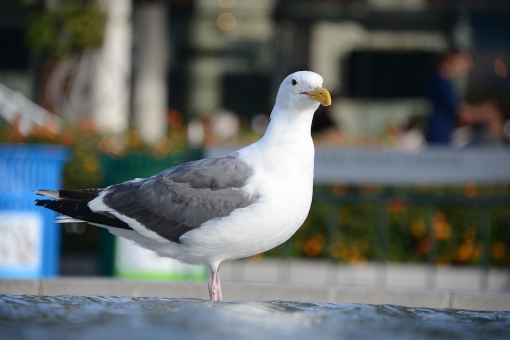 pájaro blanco y negro en el agua