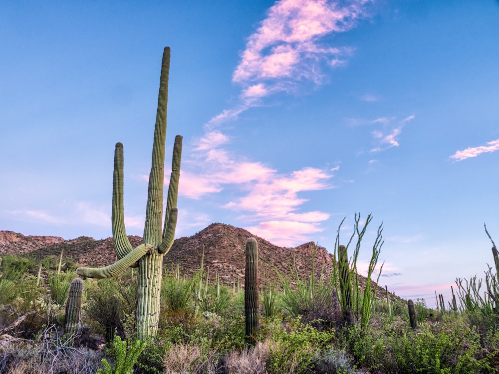 cactus plants on hill under blue sky during daytime