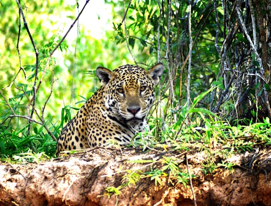 leopard lying on brown tree log during daytime in Pantanal Brasil