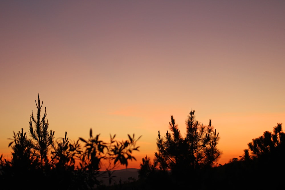 silhouette of trees during sunset