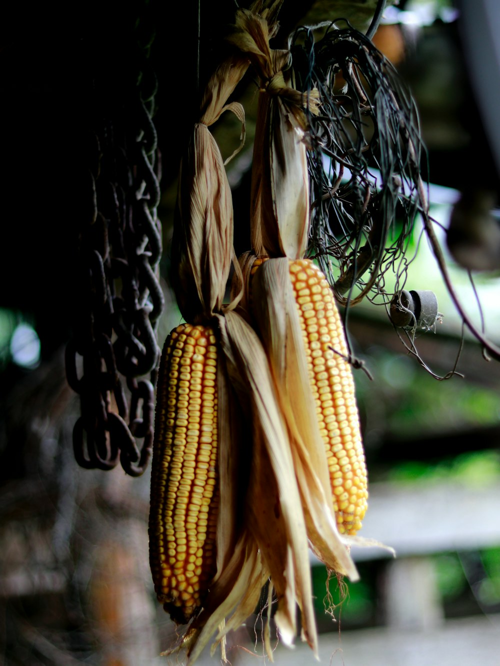 corn on black metal fence