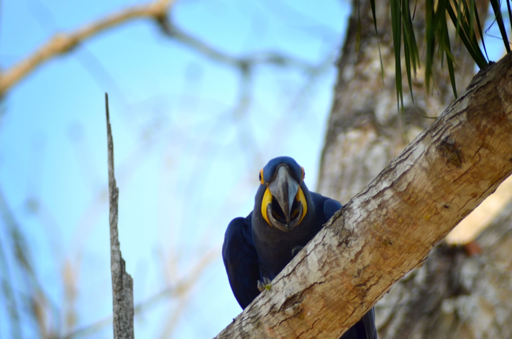 blue and yellow bird on brown tree branch during daytime